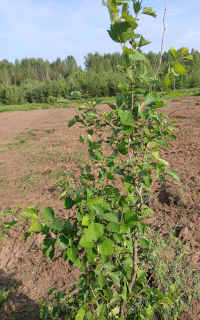 Участок с лесом на берегу Волги