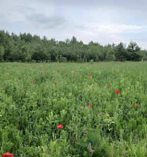Участок с лесом на берегу Волги